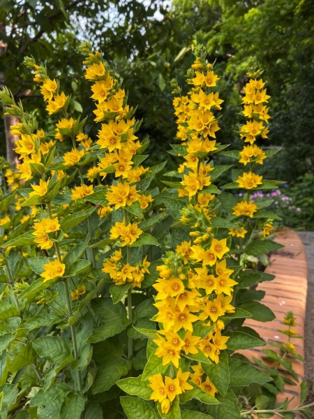 Ty Hafan Children's Hospice Garden